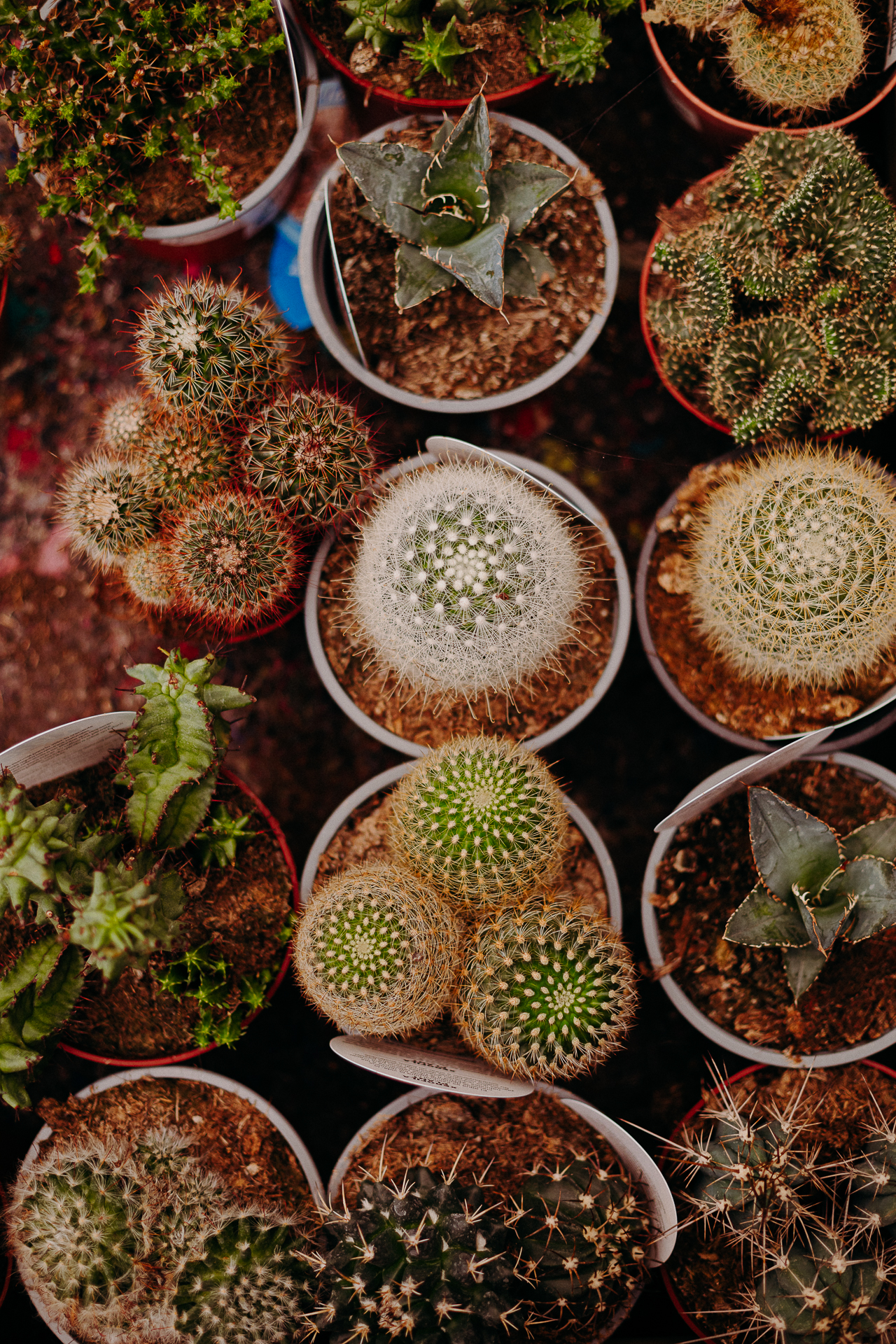 Cactus Eiviss Garden