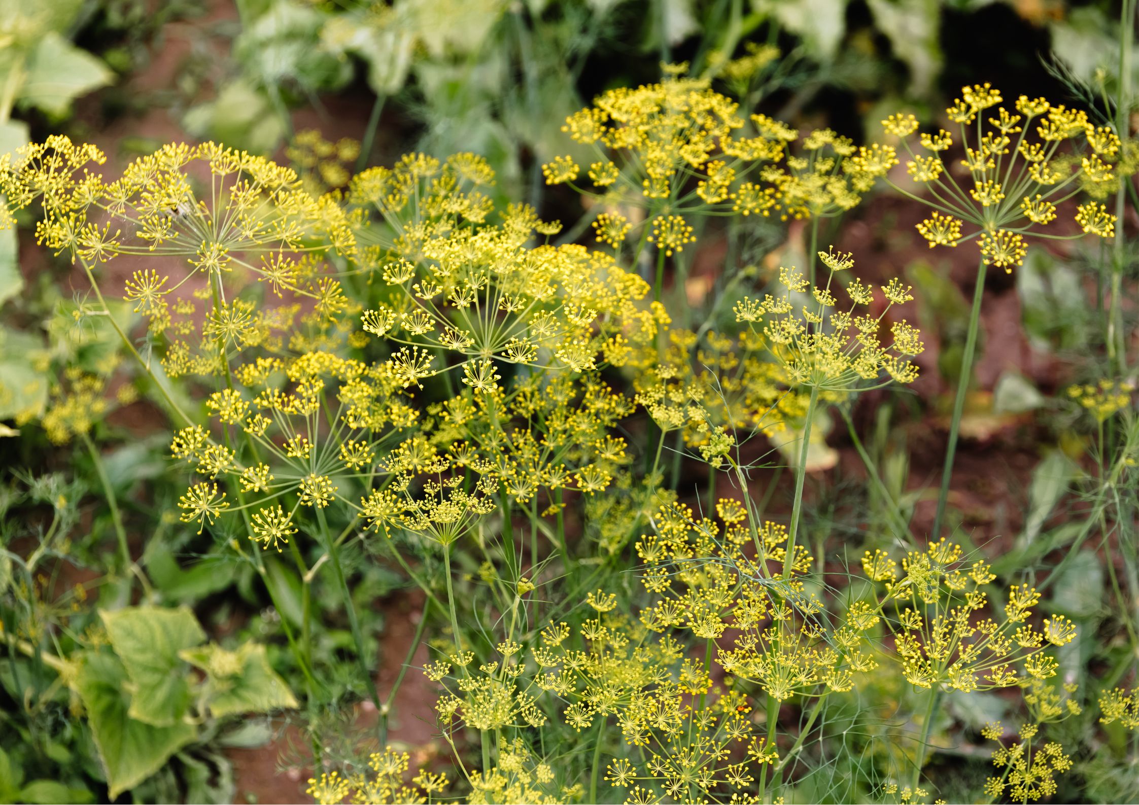 Tendencias de Jardinería de 2024