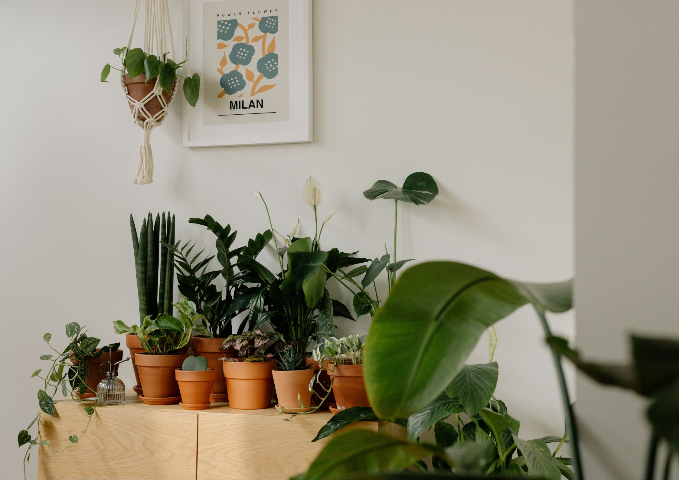 Consejos y tareas de jardinería en marzo