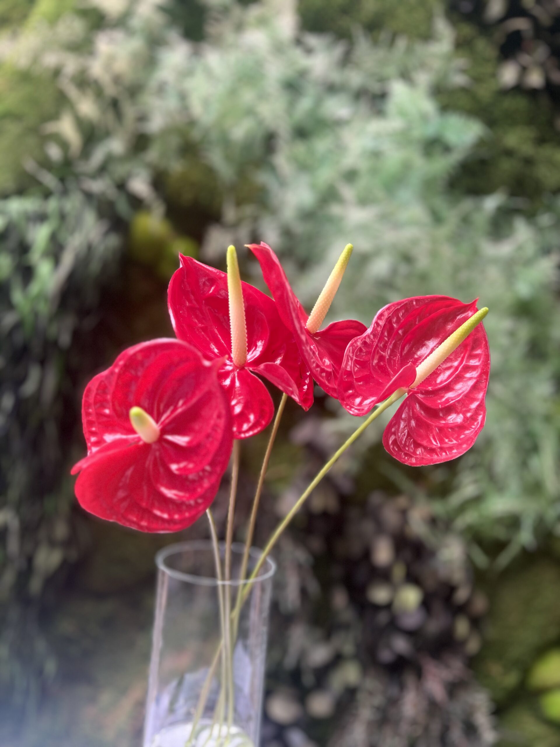 Flor cortada de Anthurium en Eiviss Garden