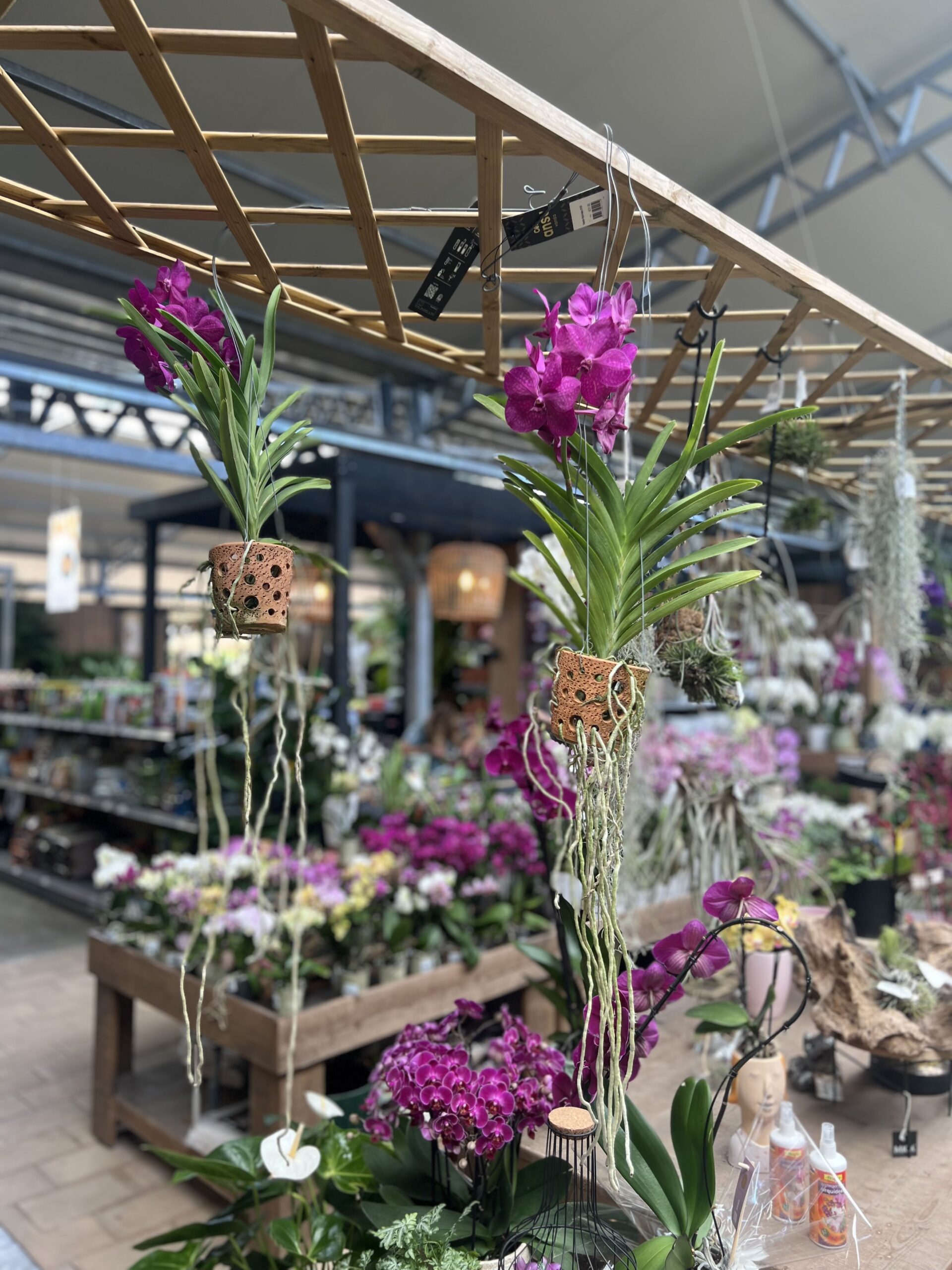 Orquídea Vanda en Eiviss Garden