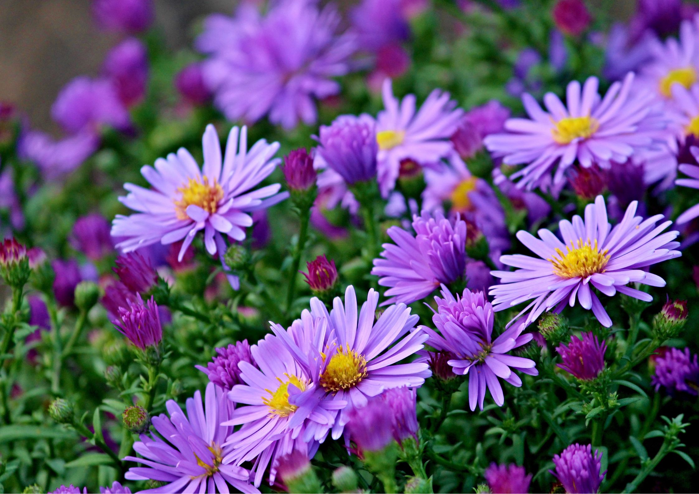 Flores del mes de septiembre